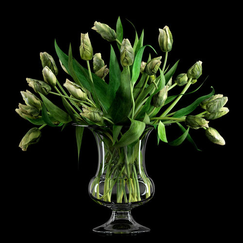 Green Parrot Tulips 3D model