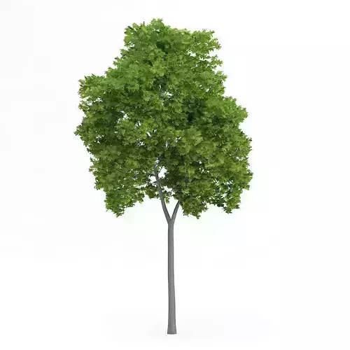 Wild Service Tree Sorbus torminalis 12m