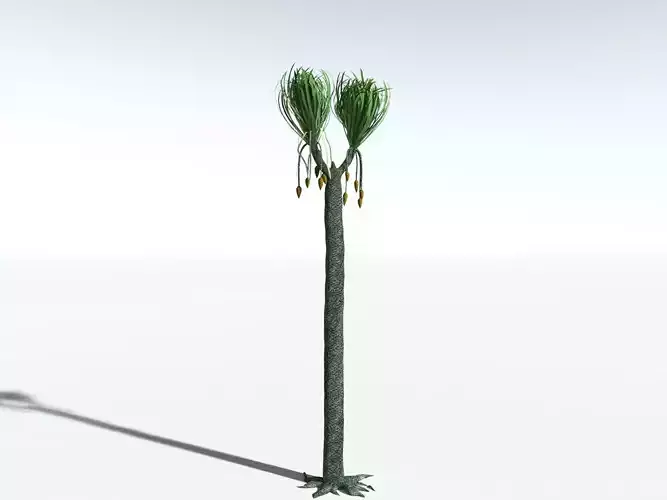 EVERYPlant Sigillaria Ovata