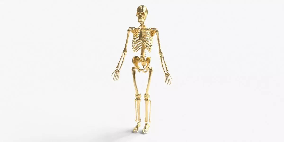 Realistic Human Skeleton Full Body 3D Model 3D print model