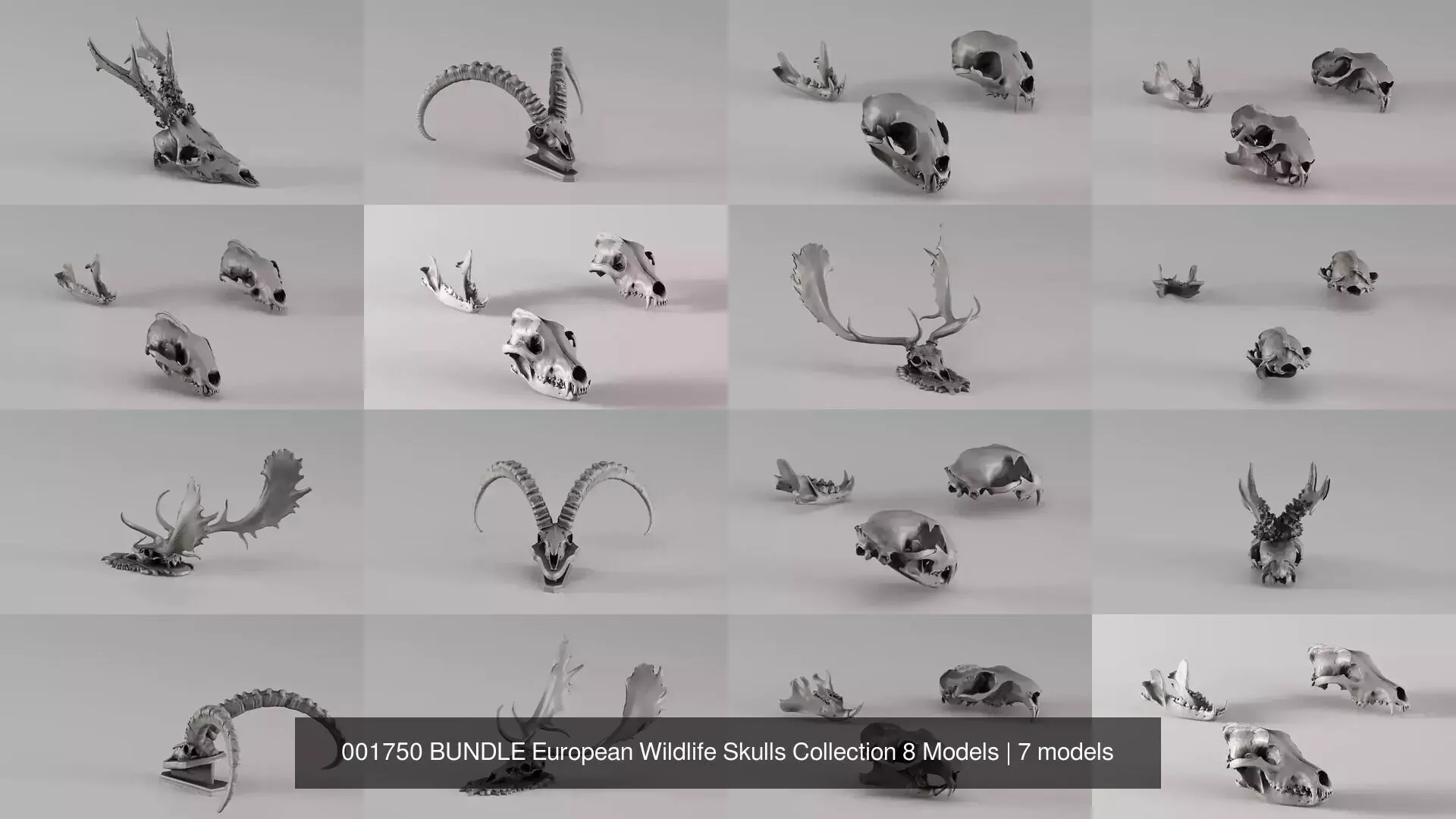 001750 BUNDLE European Wildlife Skulls Collection 8 Models 3D Model Pack
