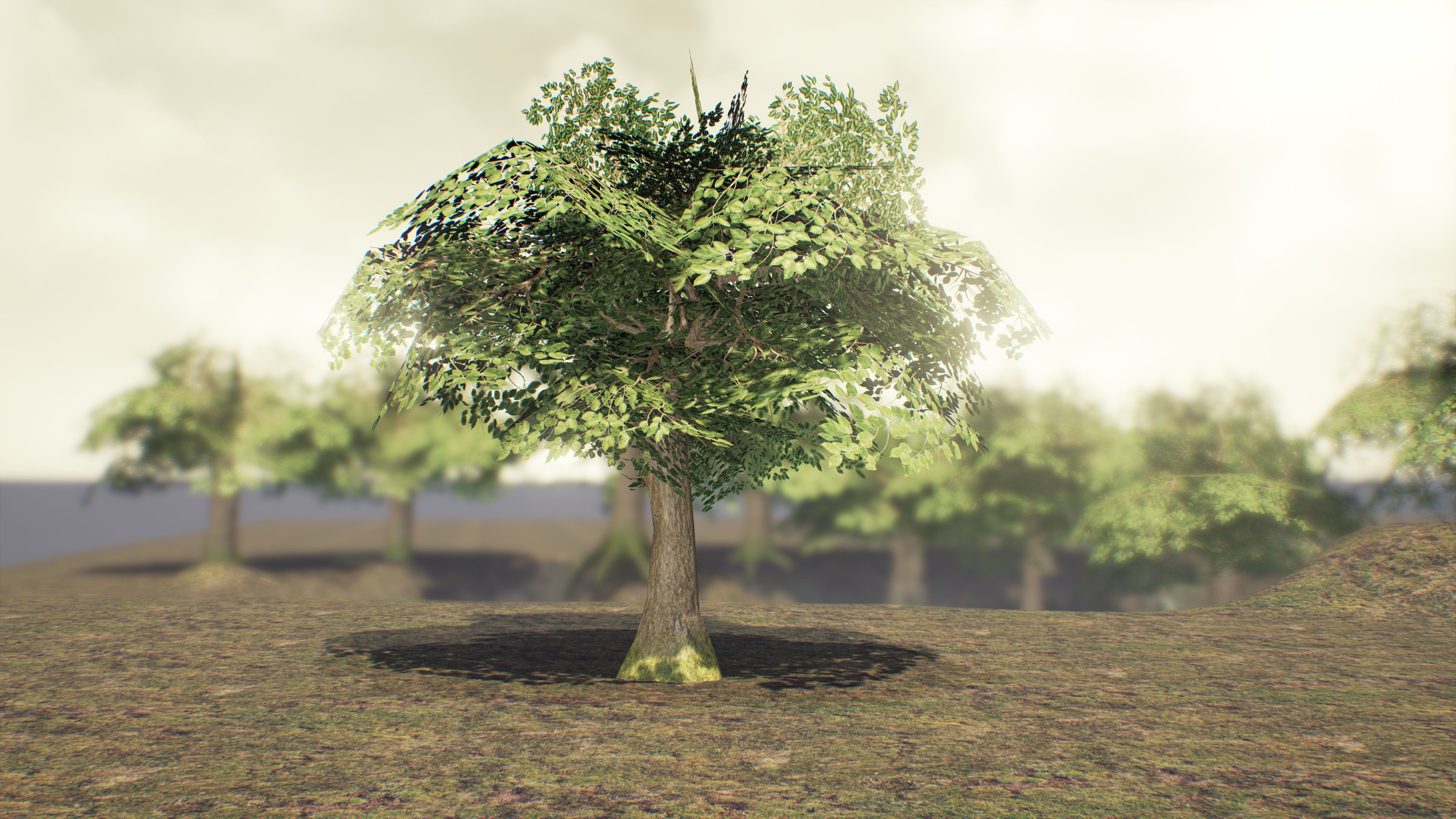Low Poly Sycamore Tree Low-poly 3D model_10