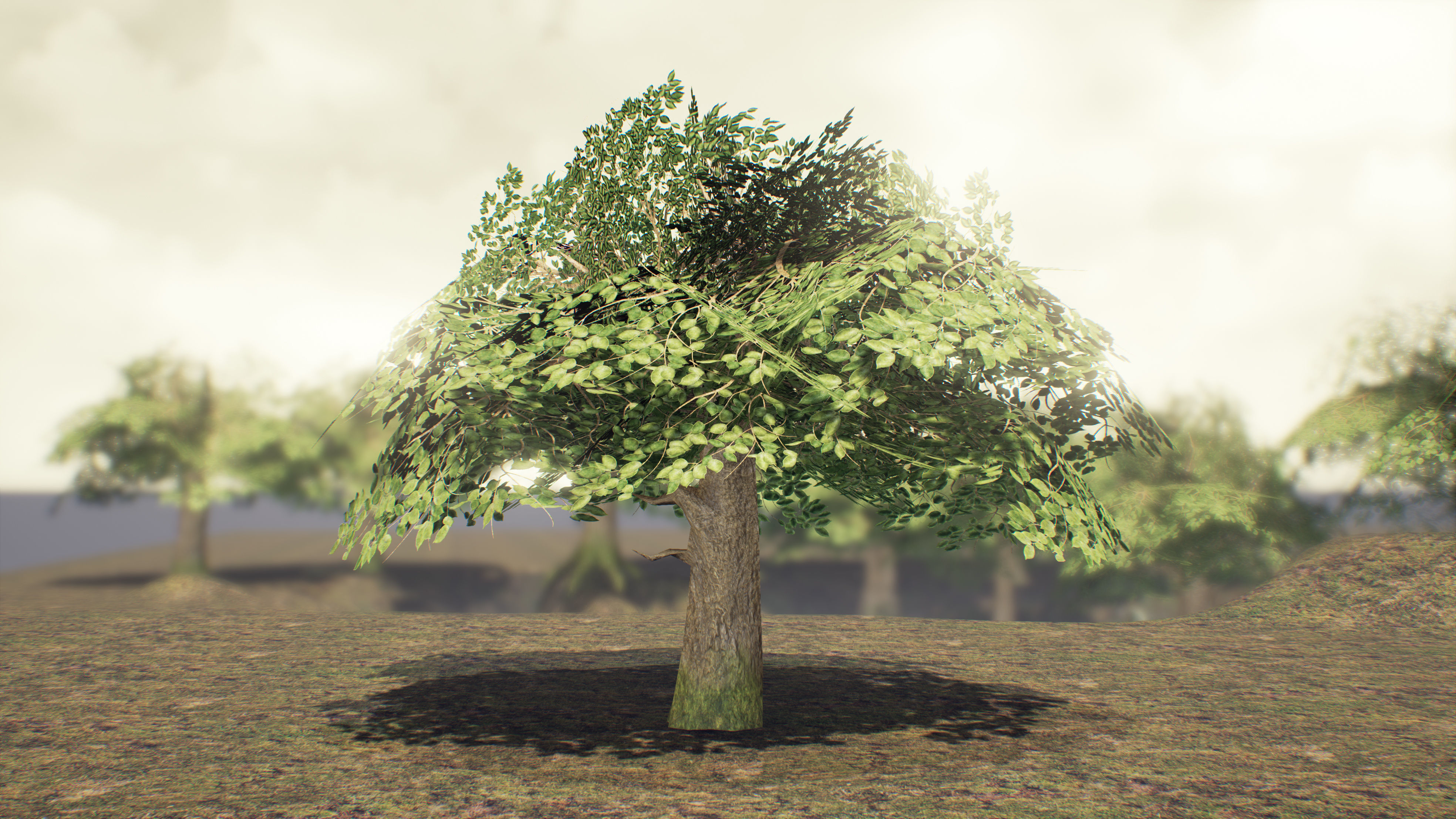 Low Poly Sycamore Tree Low-poly 3D model_2