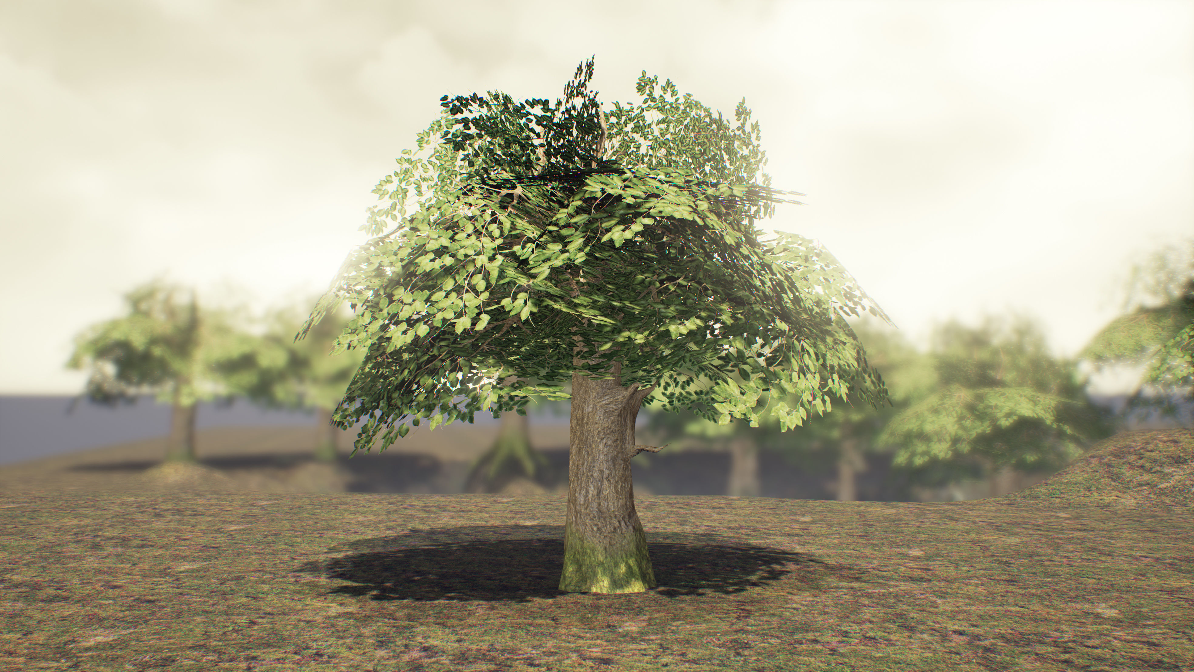Low Poly Sycamore Tree Low-poly 3D model_8