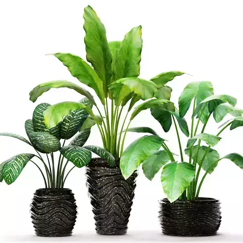 Collection of plants in pots 5