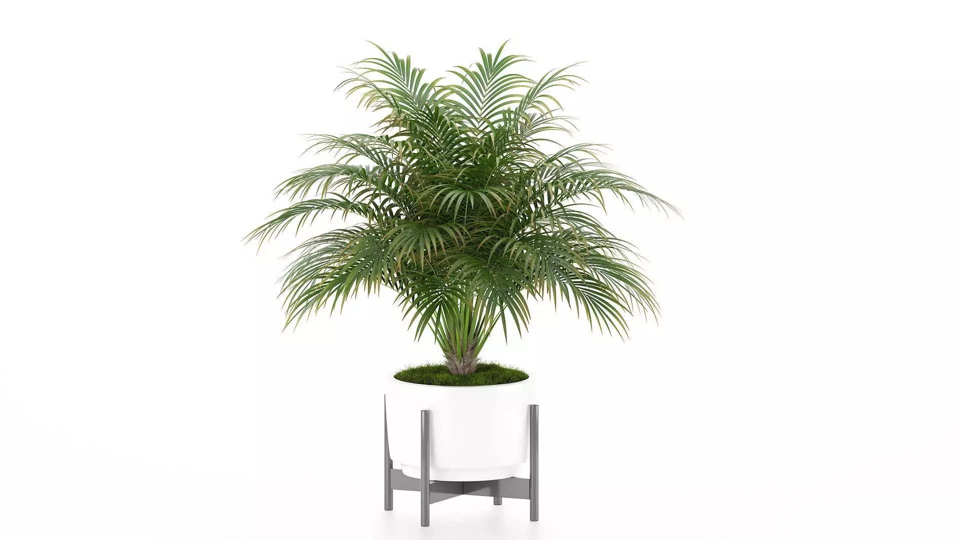 Short Dwarf Palm in Pot with Stand 3D model