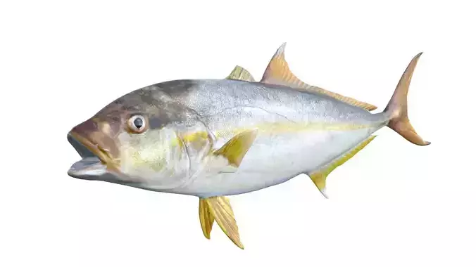 Amberjack fish