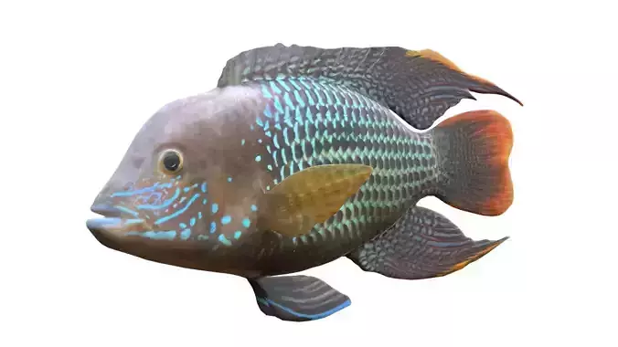 Andinoacara Cichlid fish