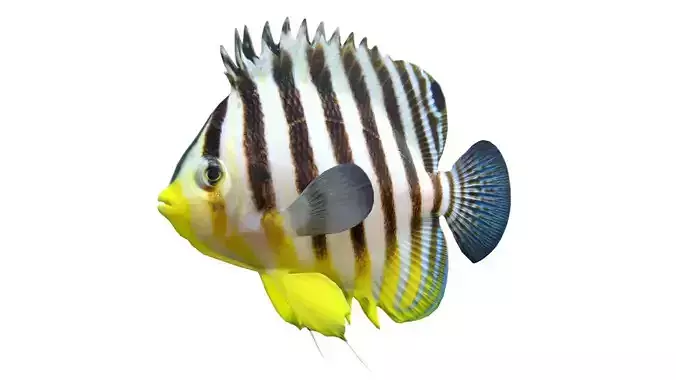 Barred Angelfish Paracentropyge Multifasciata fish