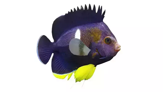 Centropyge Keyhole Angelfish