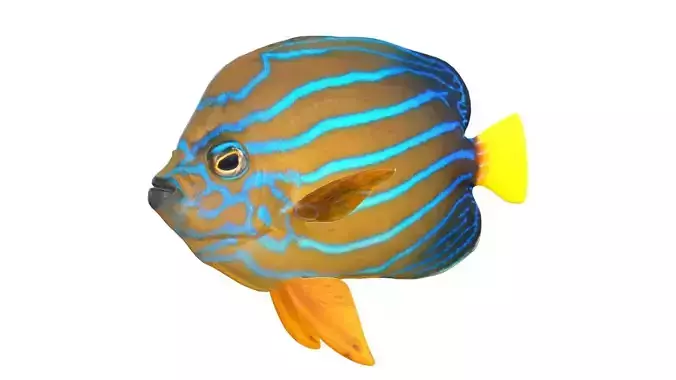 Chaetodontoplus Blue Line Angelfish