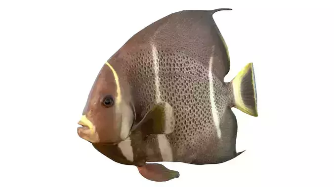 Gray Angelfish