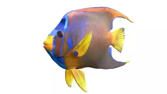 Holacanthus Queen Angelfish