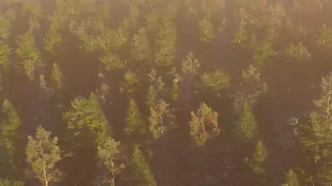 Seasonal Forest Pack   5 Environments PBR 3D model 6