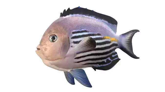 Male Blackedged Angelfish Genicanthus
