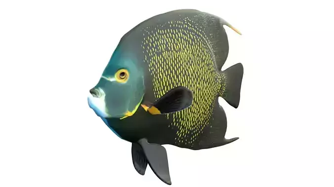 Marine Angelfish Pomacanthidae