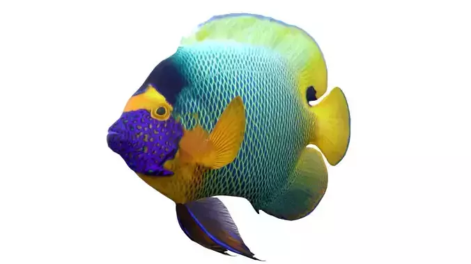 Pomacanthus Angelfish