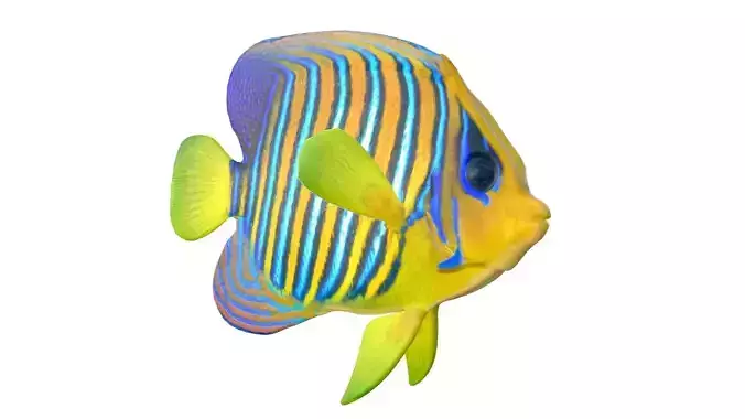 Royal Angelfish