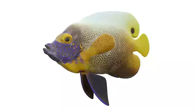 Yellowface Angelfish