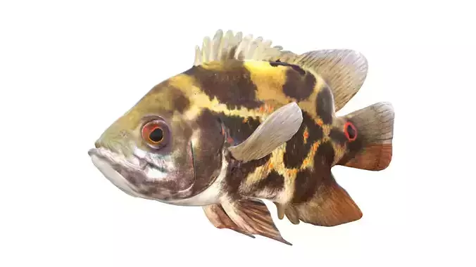Astronotus Ocellatus Oscar Fish