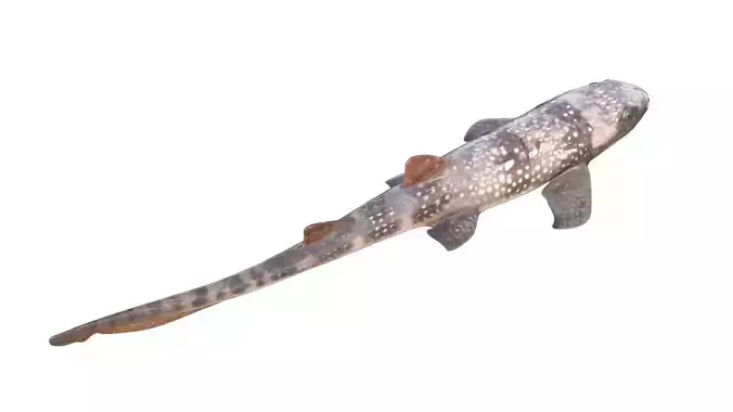 Bamboo Shark fish