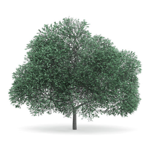 English Oak Quercus robur 12m 3D model