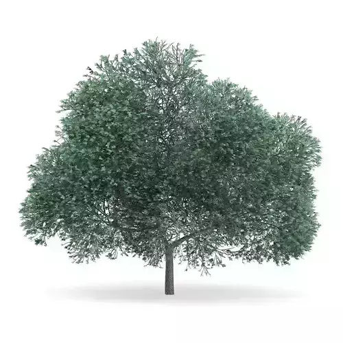 English Oak Quercus robur 12m 3D model