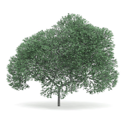 English Oak Quercus robur 9m 3D model