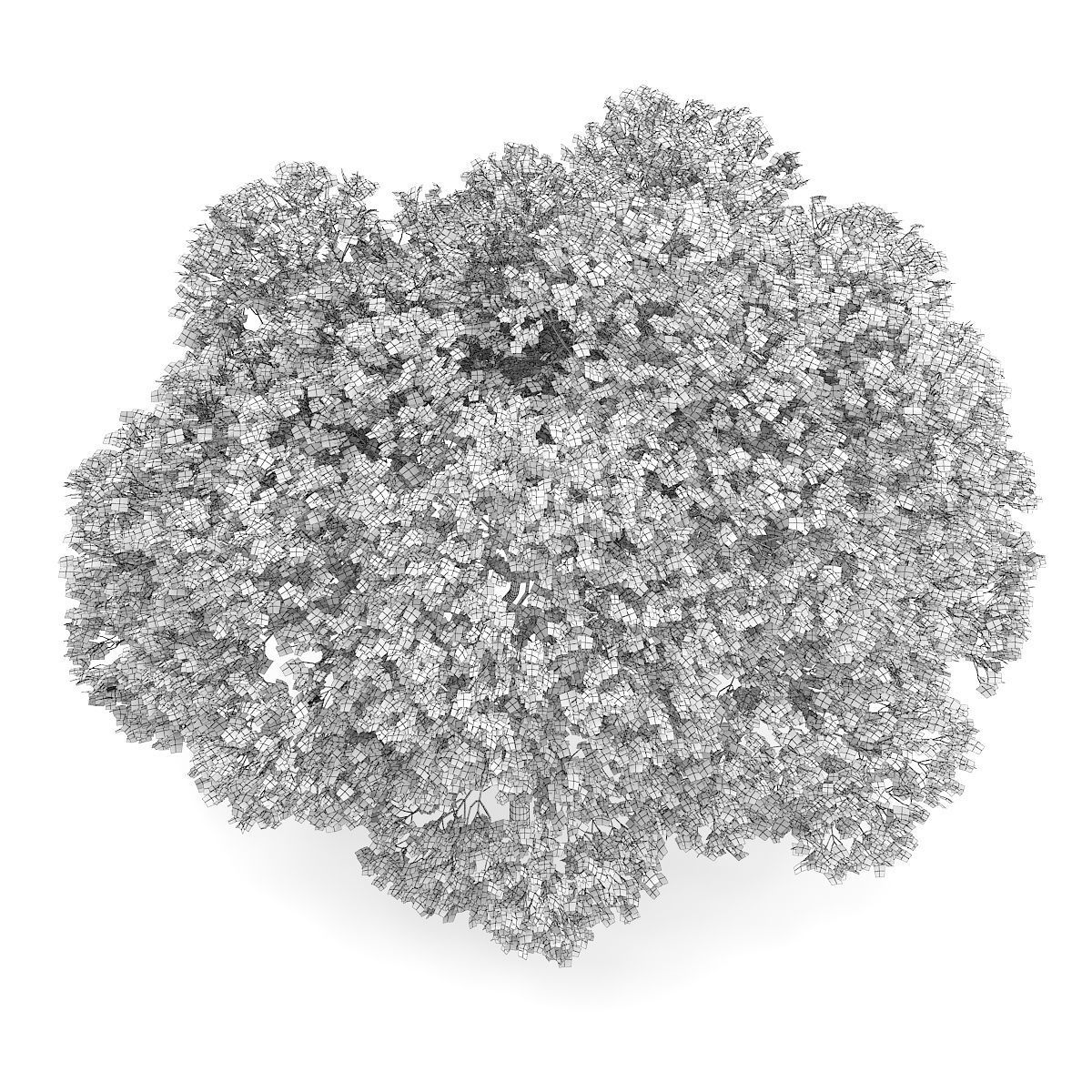 English Oak Quercus robur 9m 3D model_5