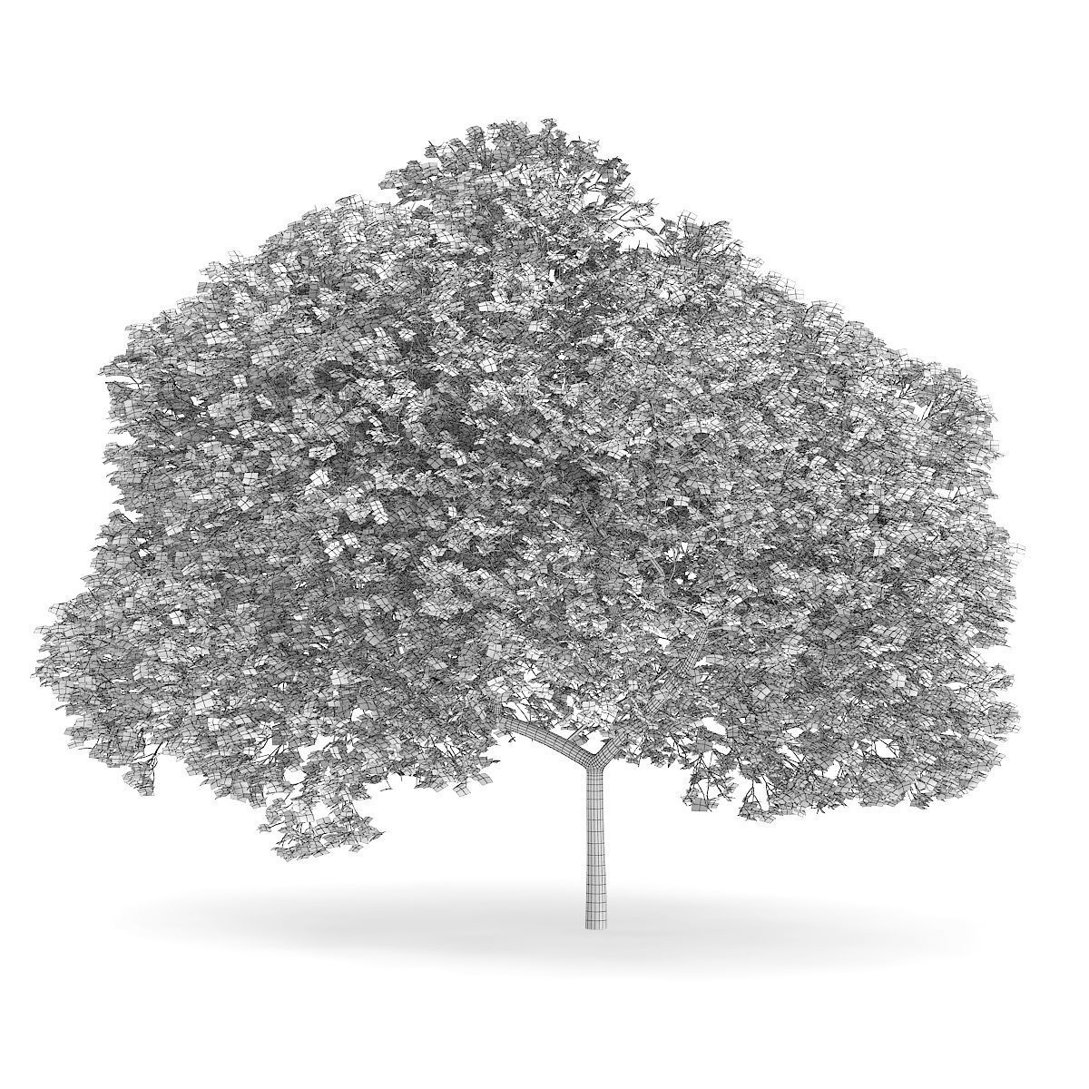 English Oak Quercus robur 9m 3D model_3