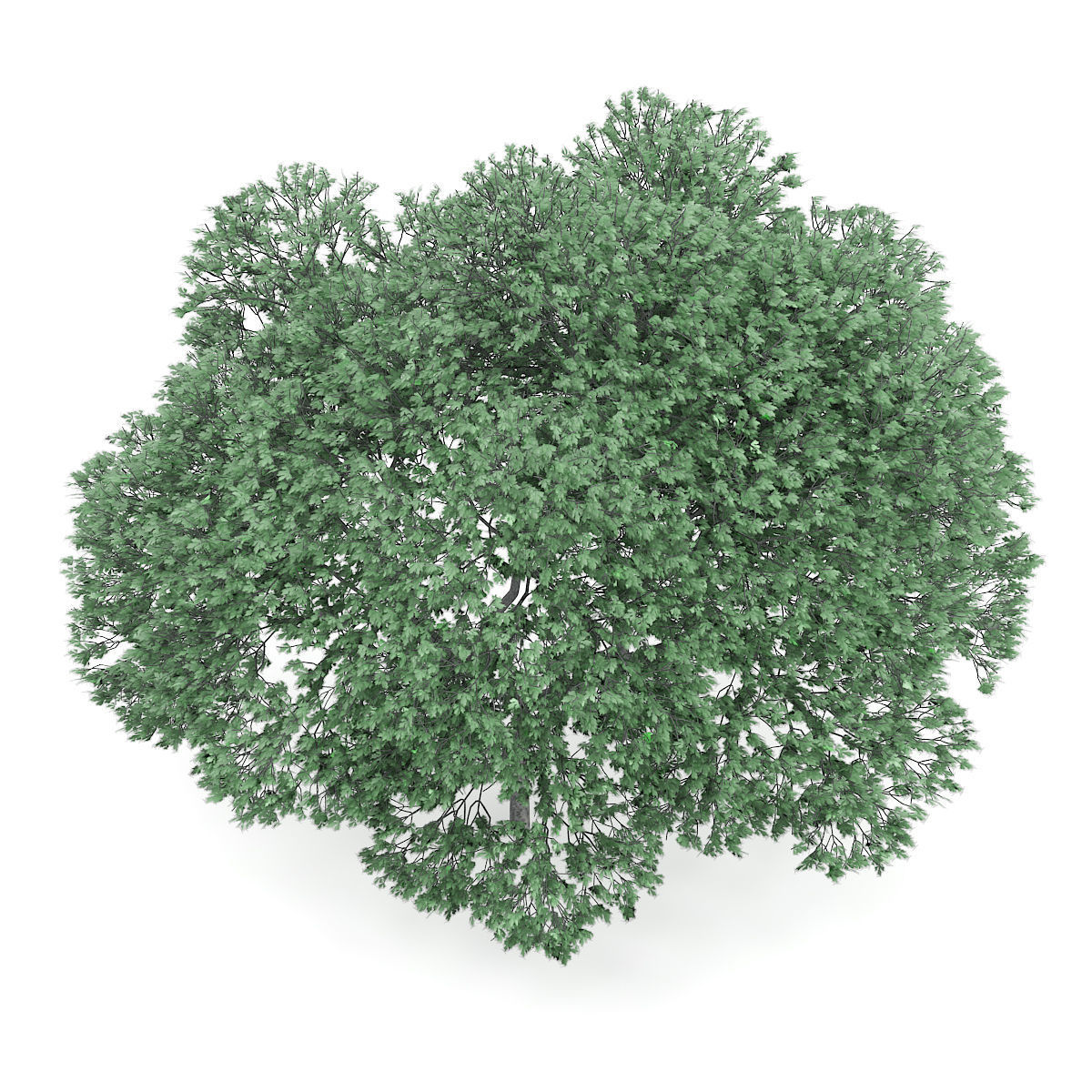 English Oak Quercus robur 9m 3D model_4