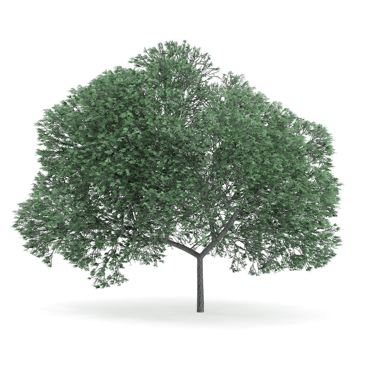 English Oak Quercus robur 9m 3D model_2