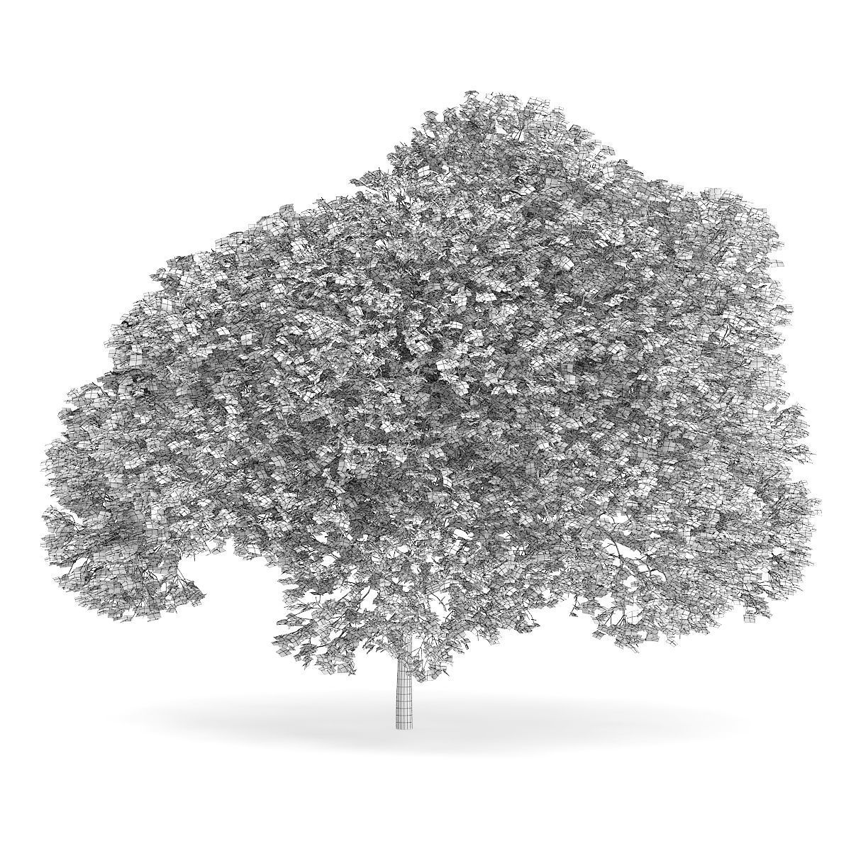 English Oak Quercus robur 9m 3D model_1