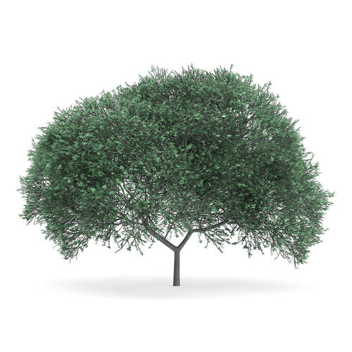 English Oak Quercus robur 11m 3D model