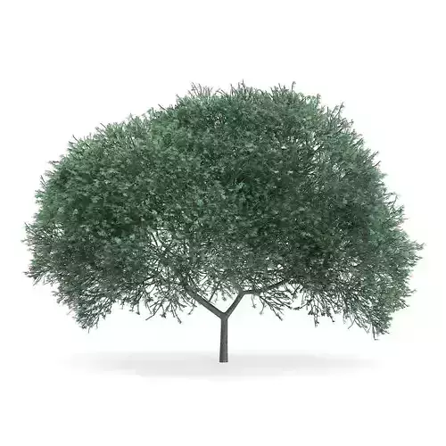 English Oak Quercus robur 11m 3D model