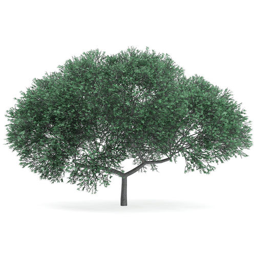 English Oak Quercus robur 10m 3D model