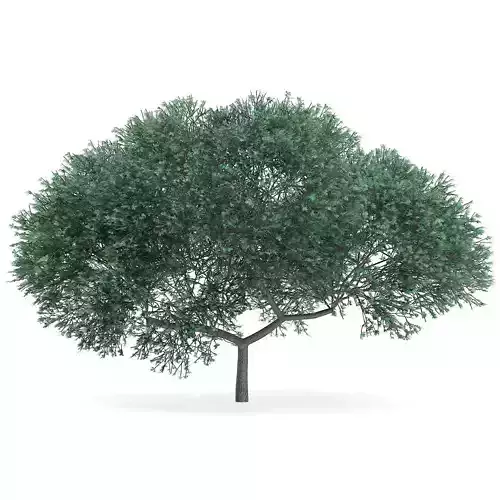 English Oak Quercus robur 10m 3D model
