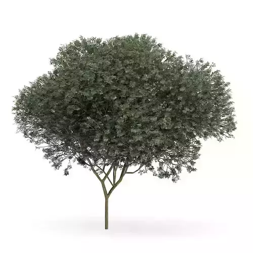 Sycamore Maple Acer pseudoplatanus L  9m 3D model Sycamore Maple Acer pseudoplatanus L  9m 3D model