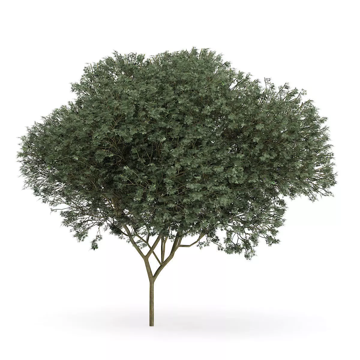 Sycamore Maple Acer pseudoplatanus L  9m 3D model_0