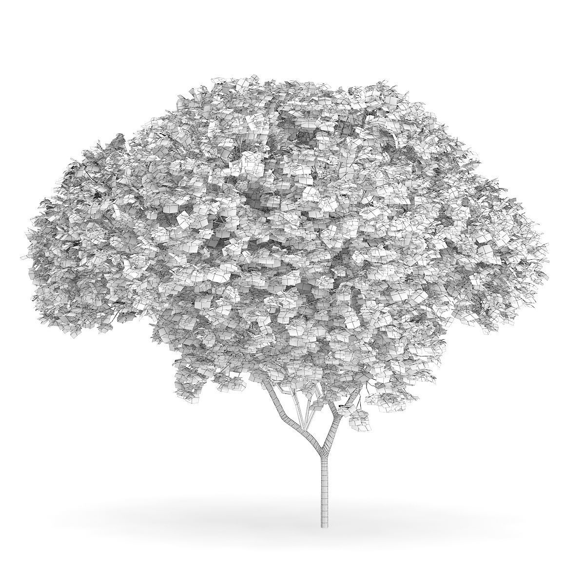 Sycamore Maple Acer pseudoplatanus L  9m 3D model_3