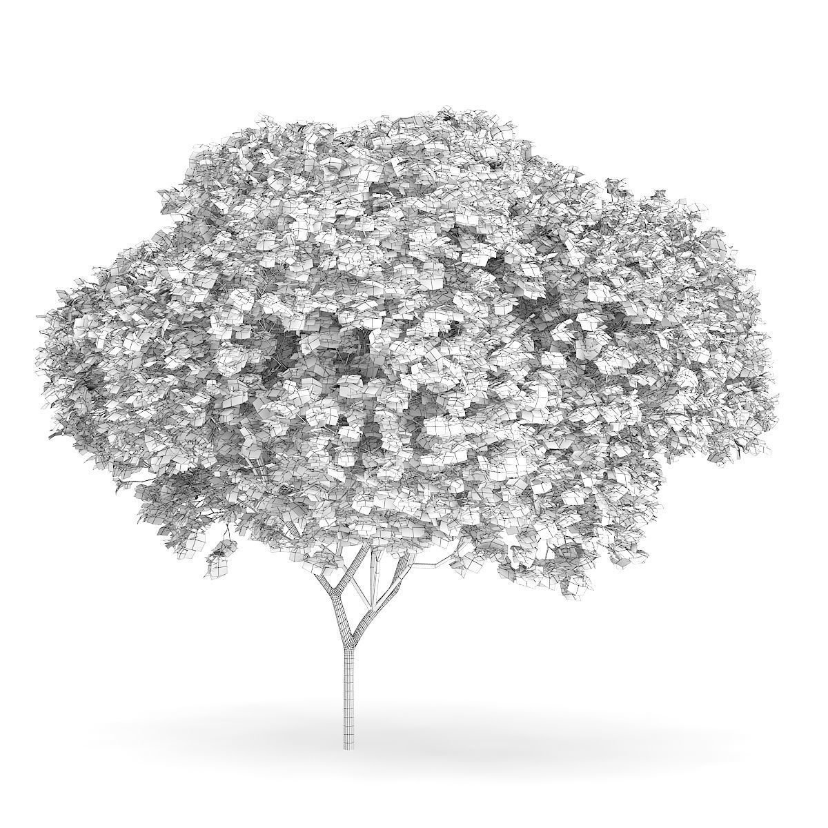 Sycamore Maple Acer pseudoplatanus L  9m 3D model_1