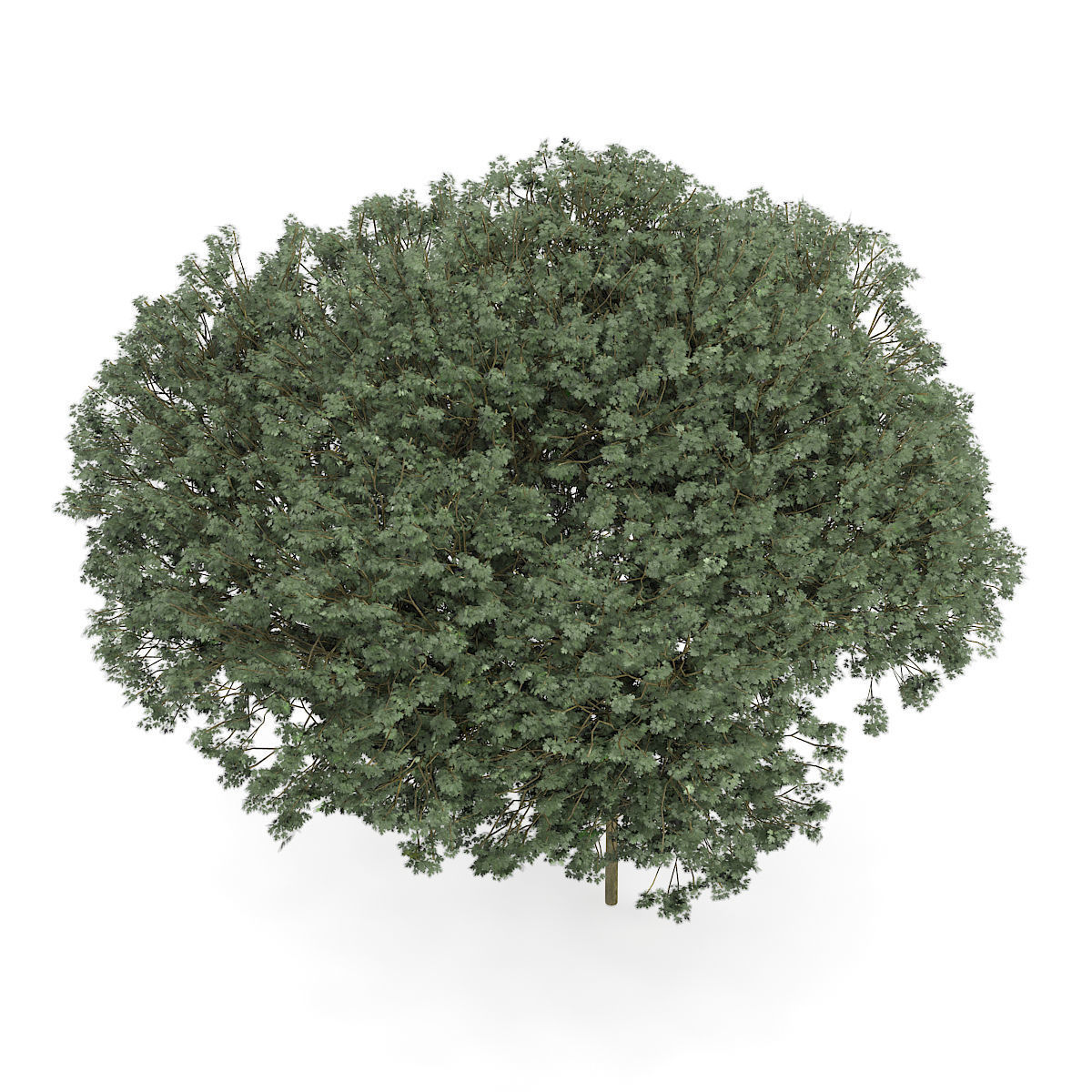 Sycamore Maple Acer pseudoplatanus L  9m 3D model_4