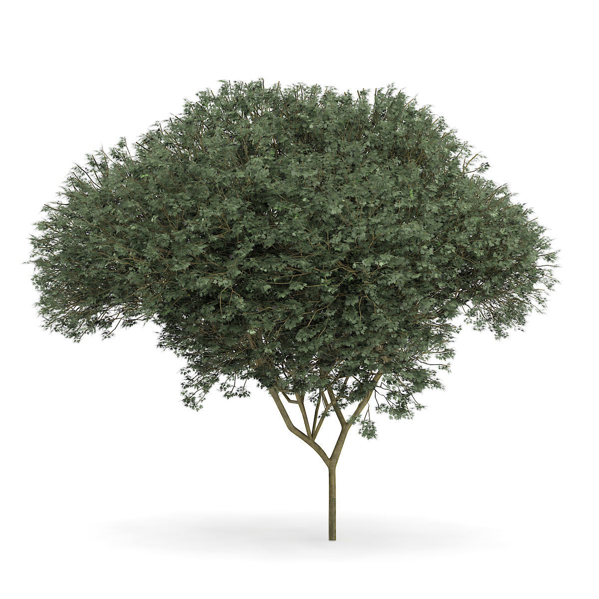 Sycamore Maple Acer pseudoplatanus L  9m 3D model_2