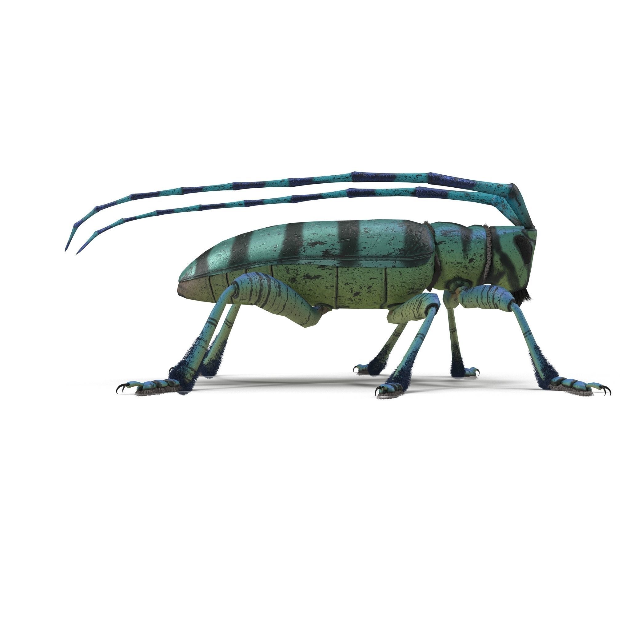 Anoplophora medembachi Low-poly 3D model_2