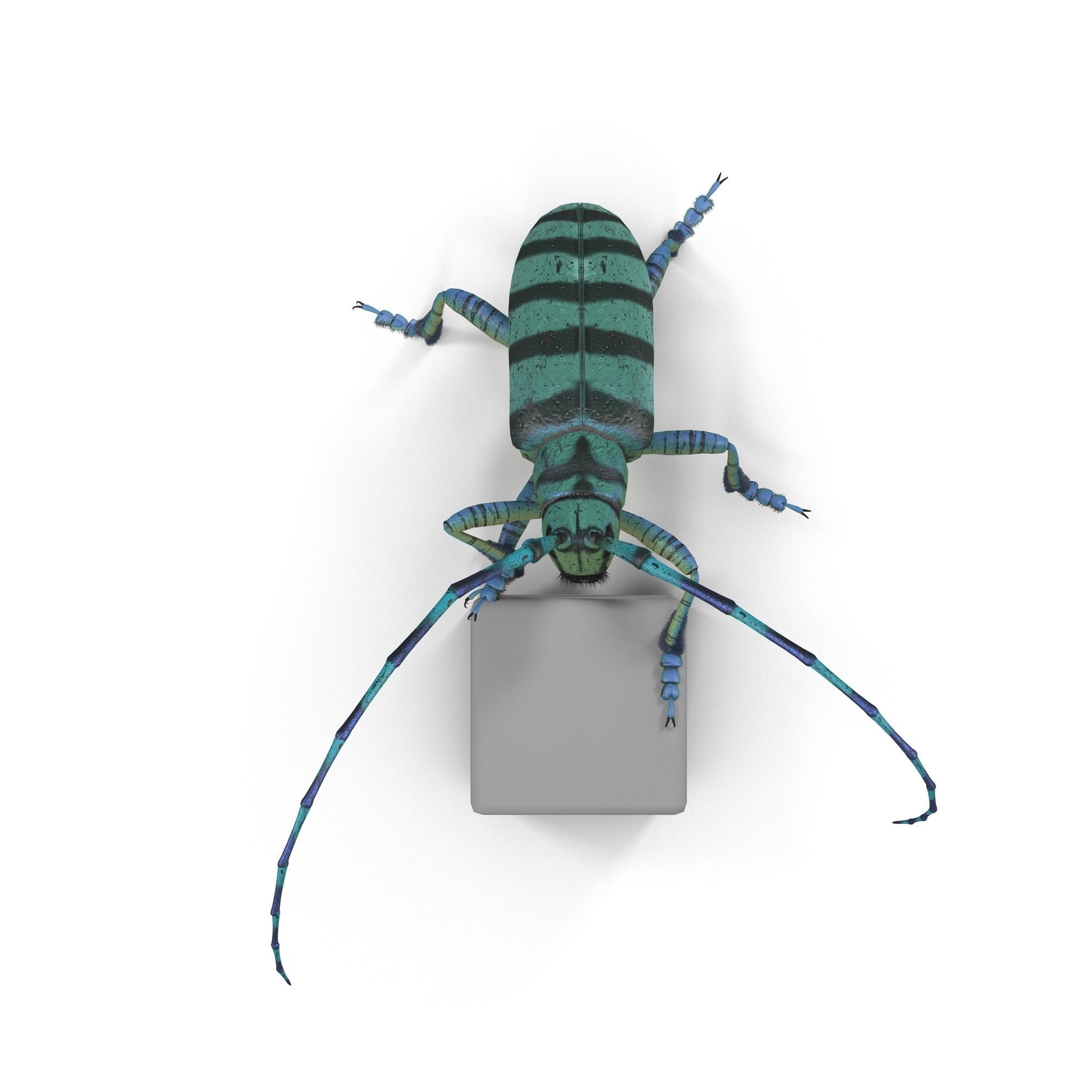 Anoplophora medembachi Low-poly 3D model_8