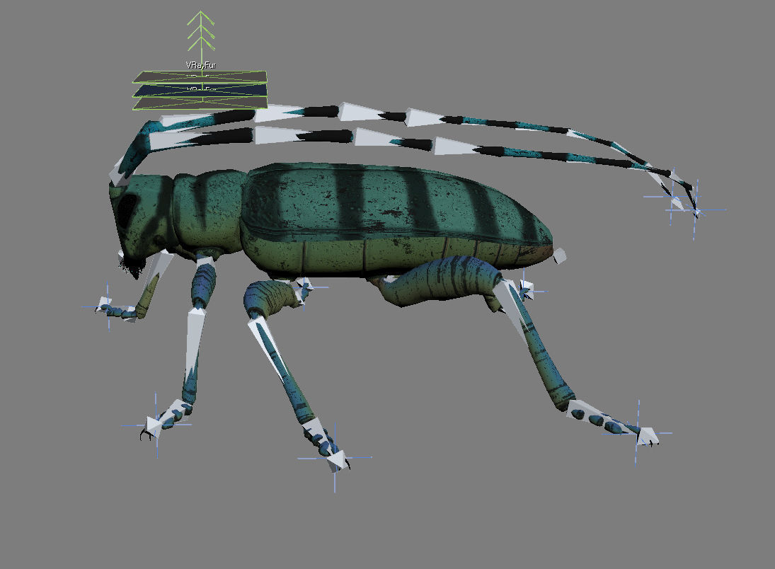 Anoplophora medembachi Low-poly 3D model_18