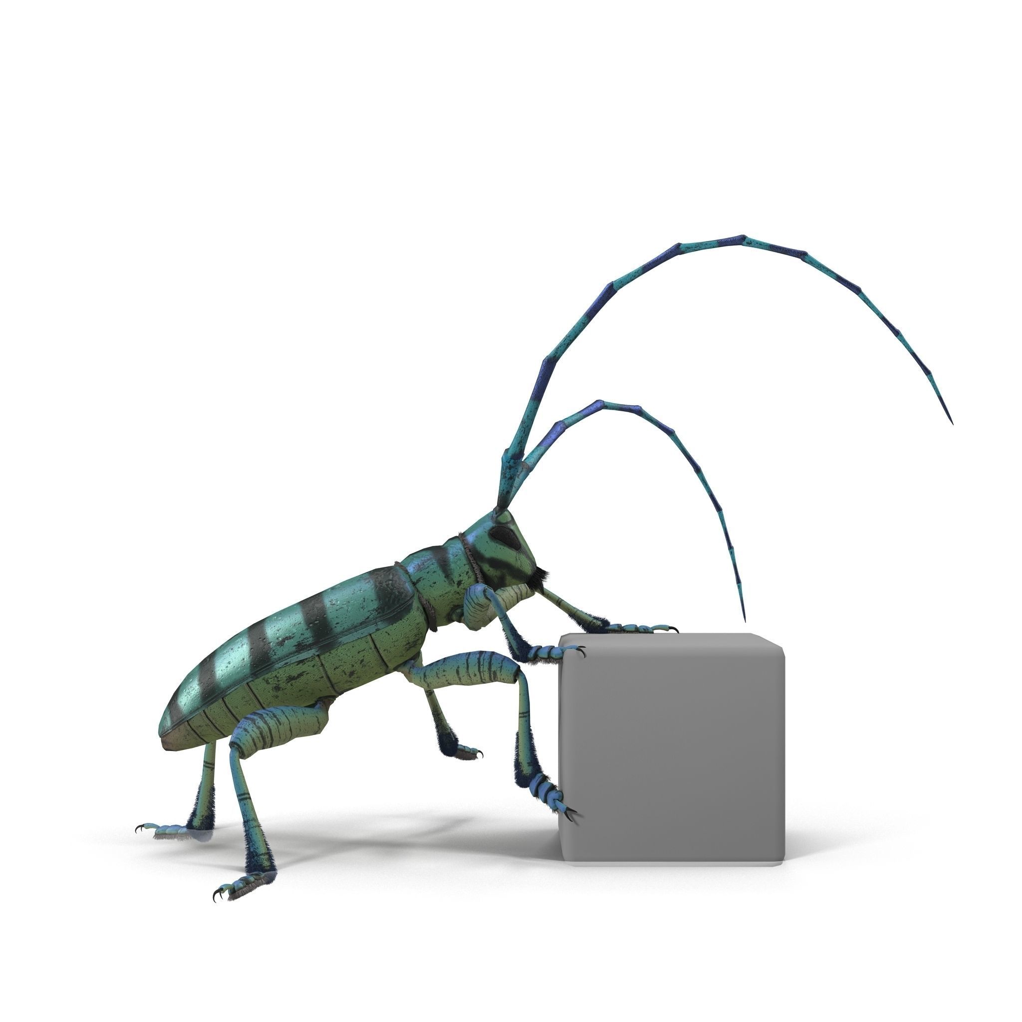 Anoplophora medembachi Low-poly 3D model_14