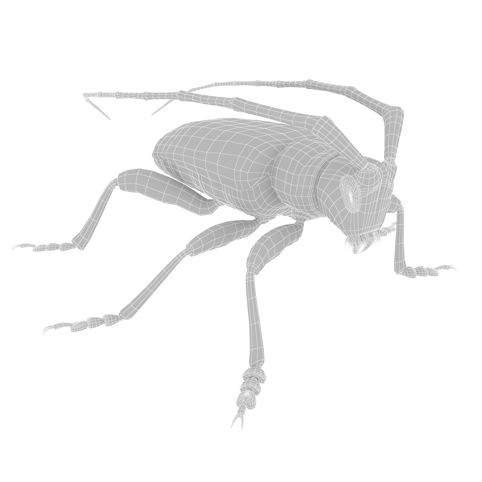 Anoplophora medembachi Low-poly 3D model_19