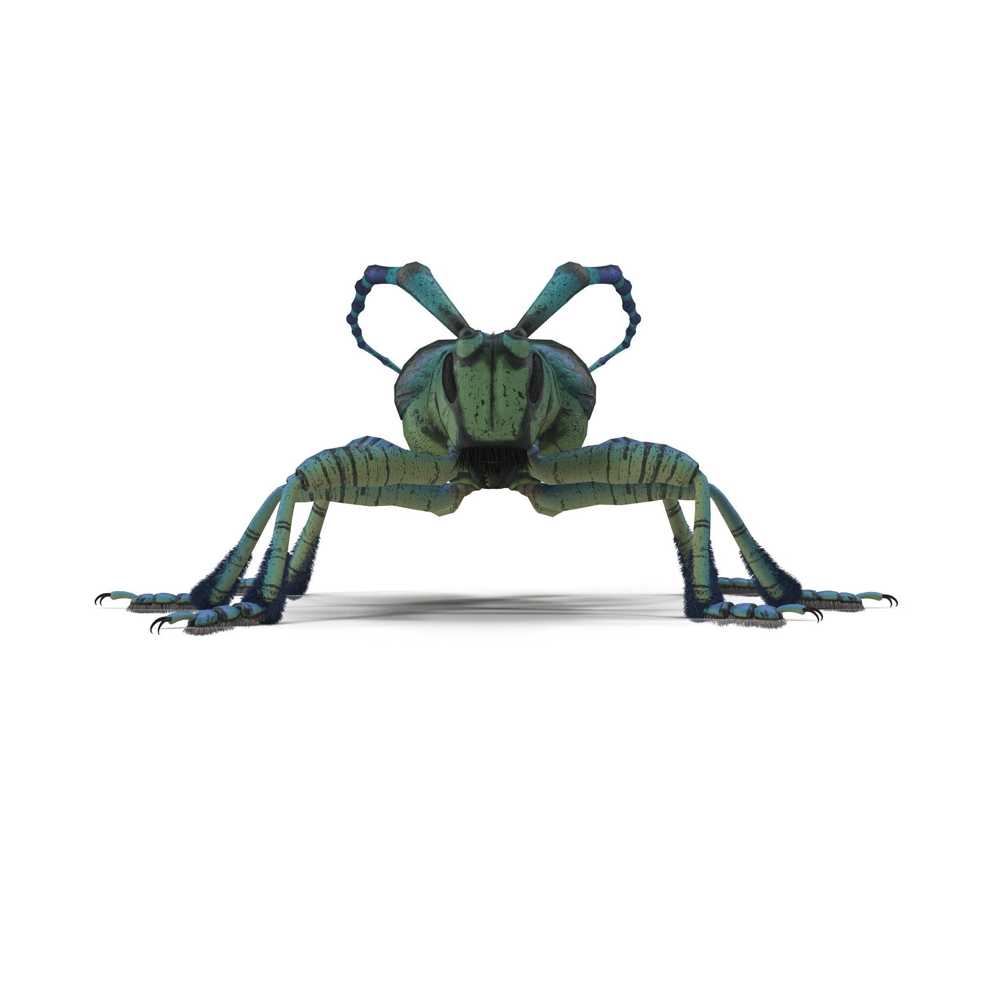 Anoplophora medembachi Low-poly 3D model_6