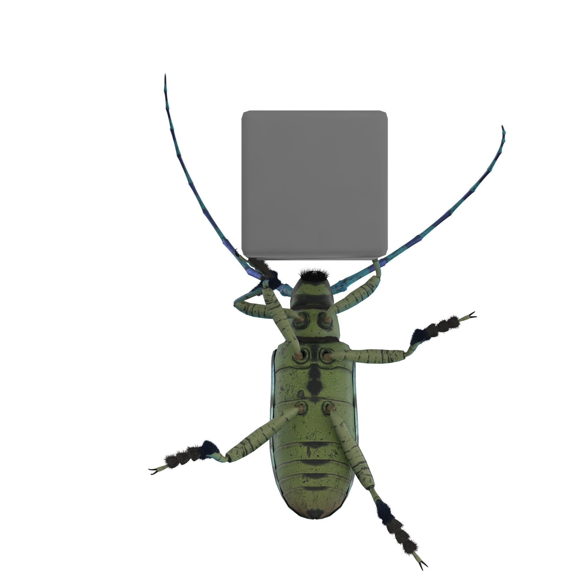 Anoplophora medembachi Low-poly 3D model_16